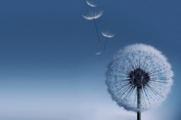 Dandelion fluff is flying in the sky