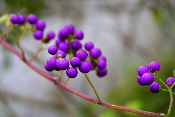 Hermosas bayas moradas que crecen en la naturaleza