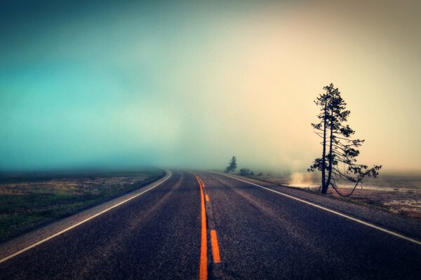 Camino de niebla. Árbol solitario