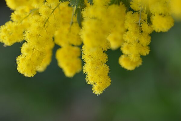 Fleurs d acacia jaune semblable aux poulets