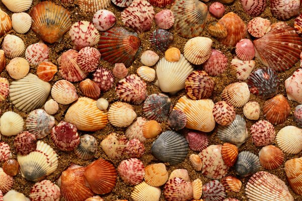 Beautifully laid out shells on the sand