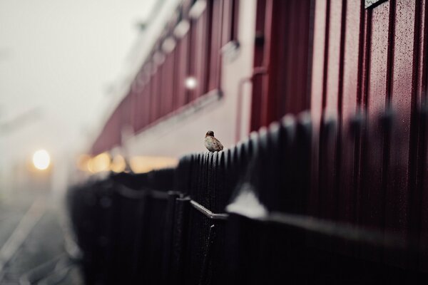 Petit moineau assis sur une clôture