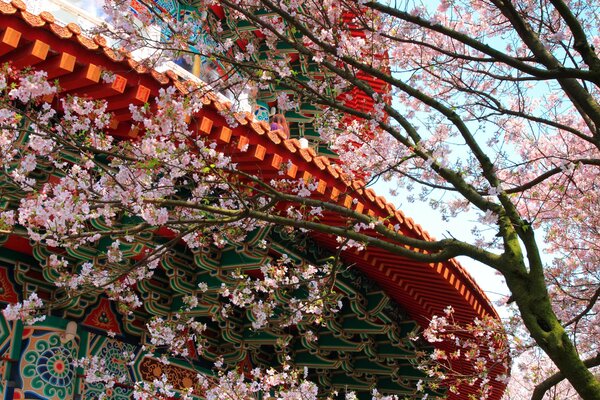 Hermosa Sakura en el fondo del edificio