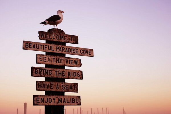 A bird sits on a pole with signs on the background of sunset