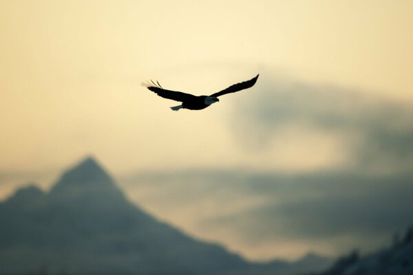 Águila extendiendo sus alas se cierne sobre las cimas de las montañas