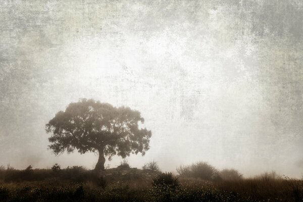 Foto del árbol en el tratamiento bajo el estilo antiguo