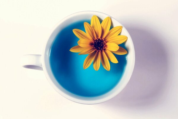 Tazza bianca con acqua blu all interno e con fiore giallo