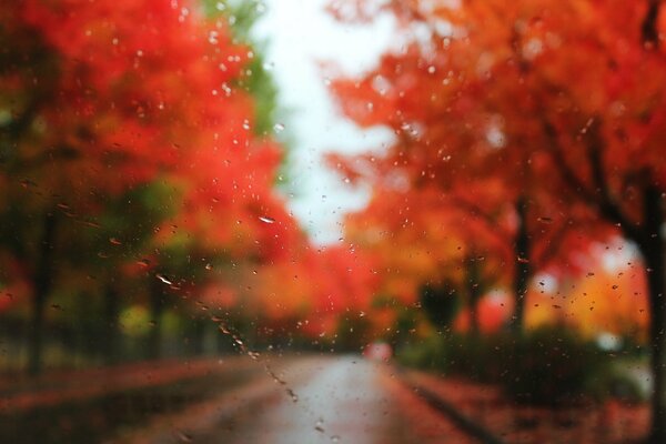 Raindrops on the glass on the background of the autumn landscape