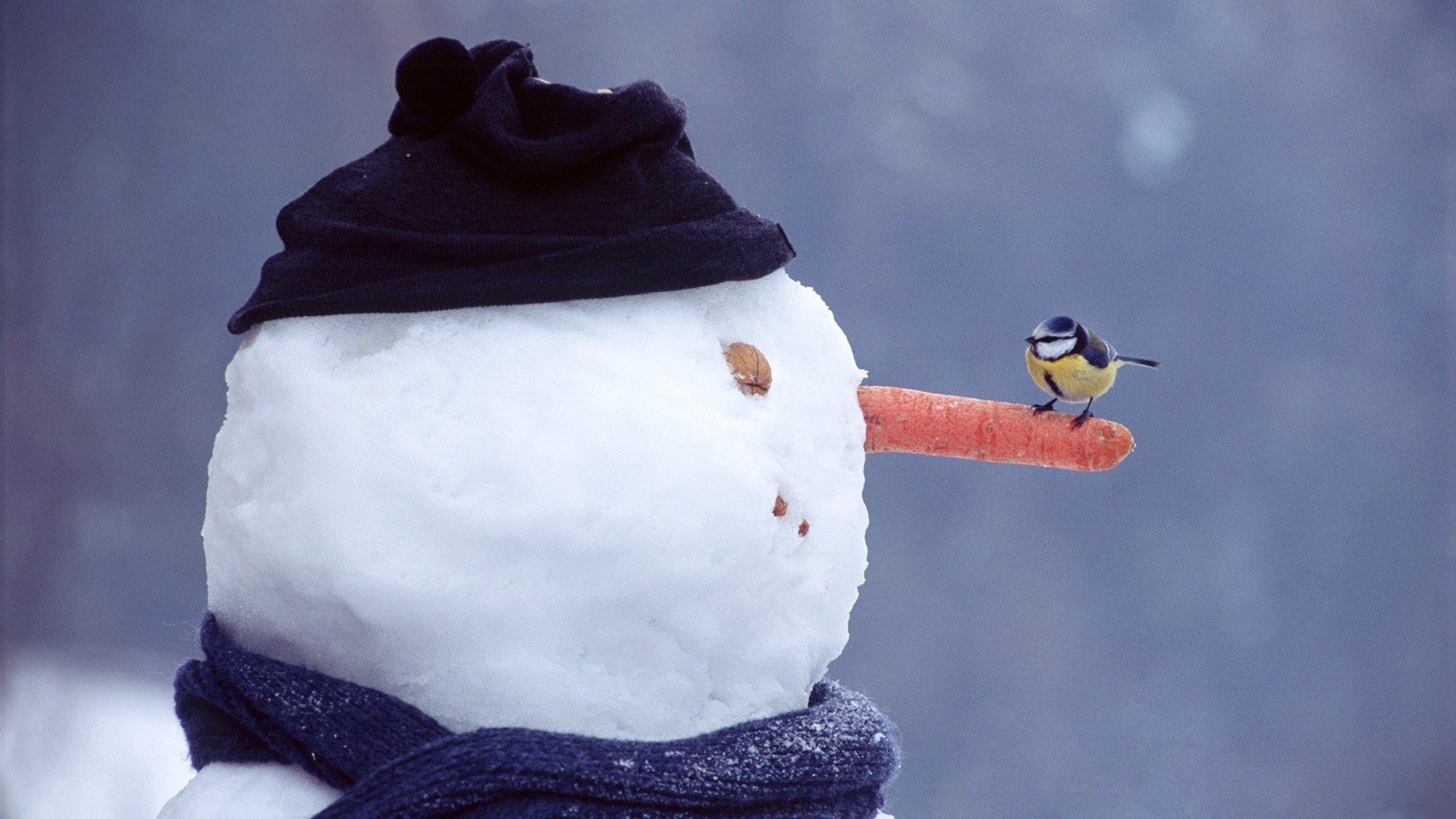 winter schnee schneemann augen nase mund karotte mutter mütze schal meise sitzen schauen