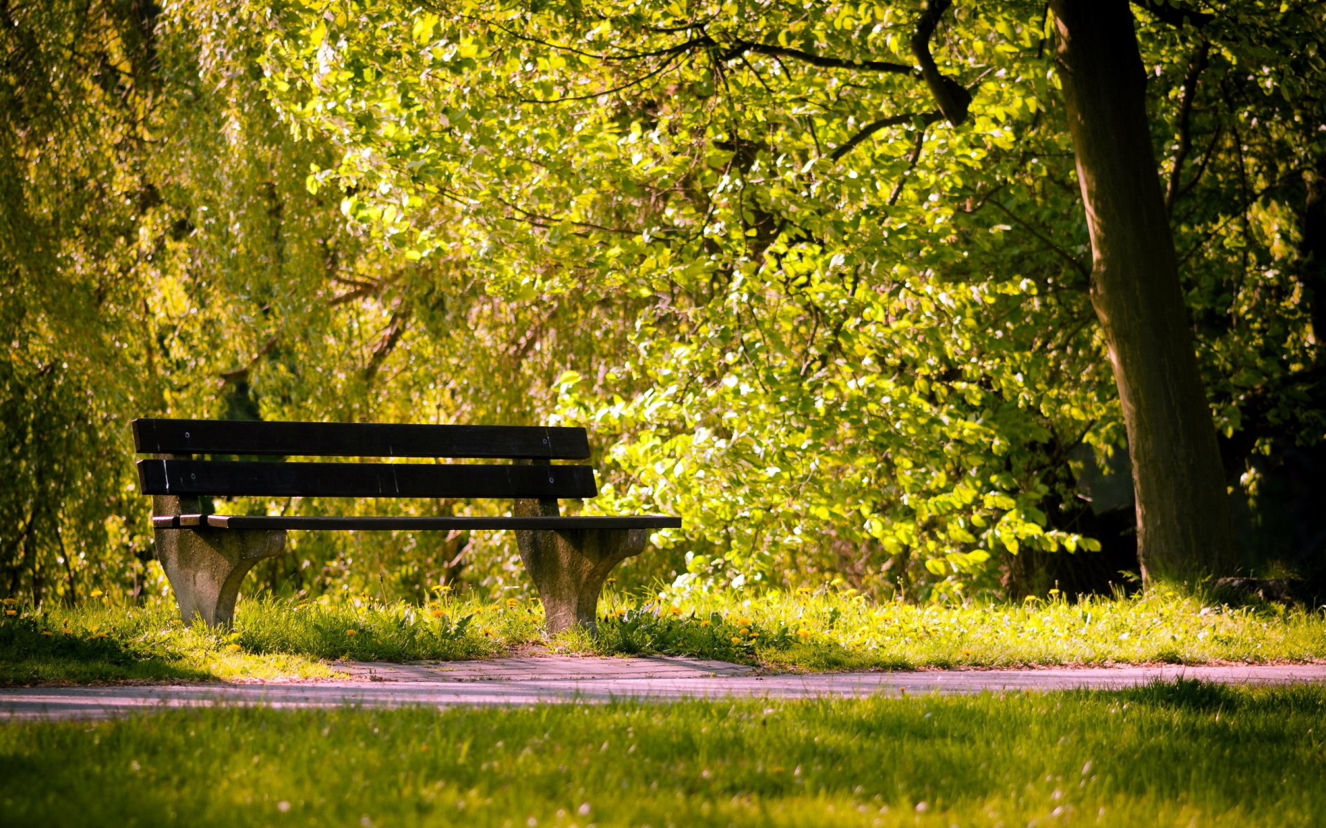 park bench summer