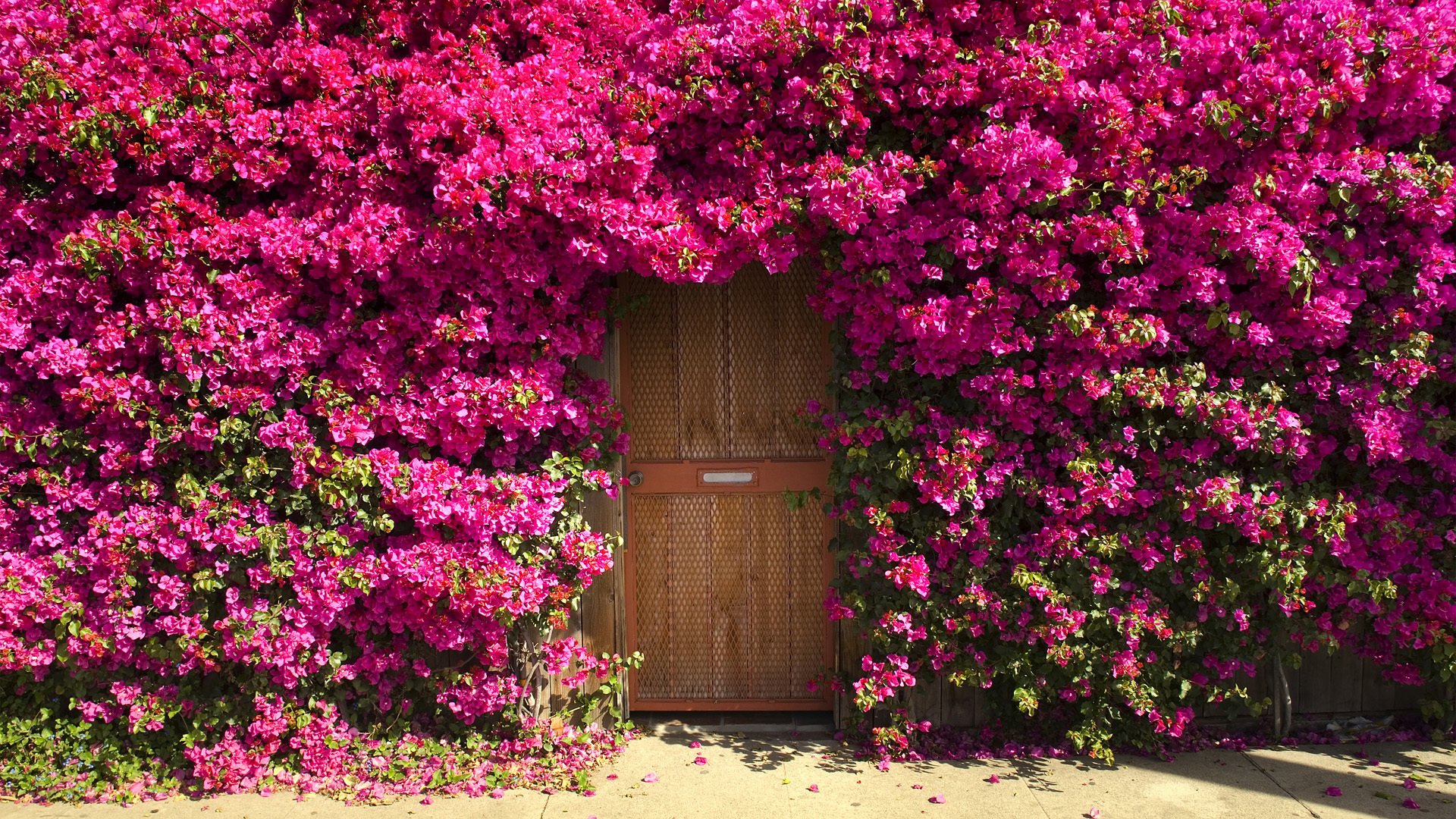 portes entrée fleurs buisson fourrés