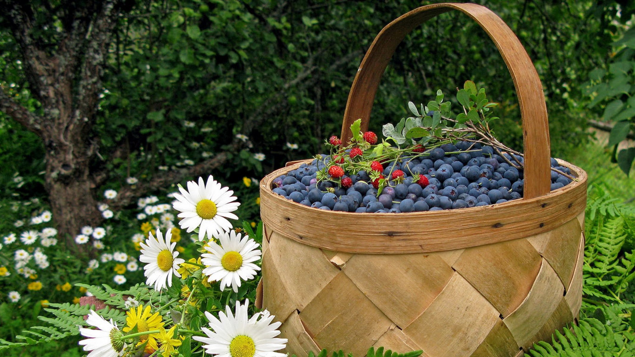 basket berries chamomile