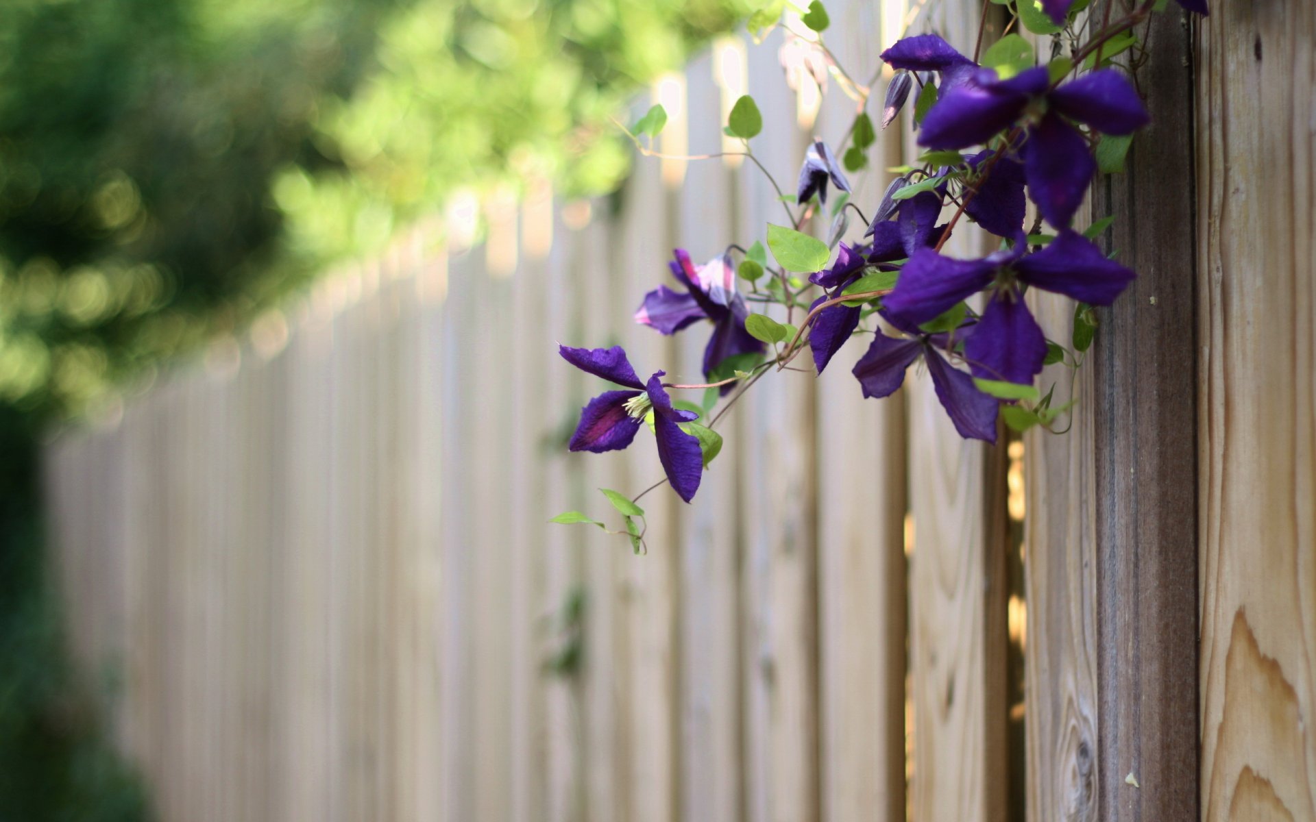 fence flower summer