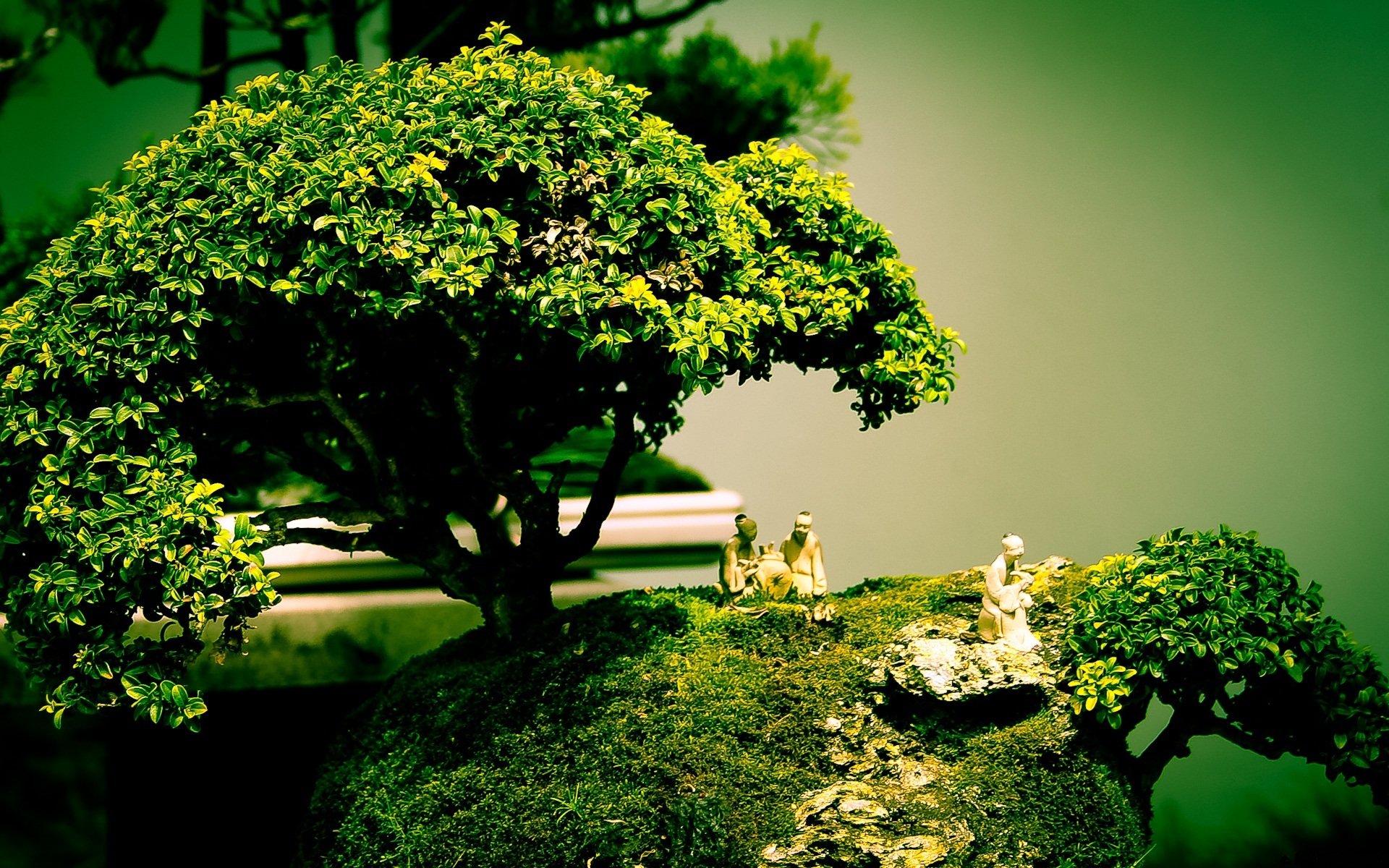 bonsai árbol formas arte composición