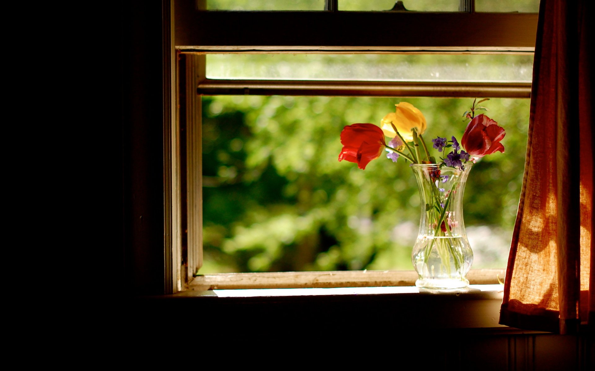 fenster blumen sommer