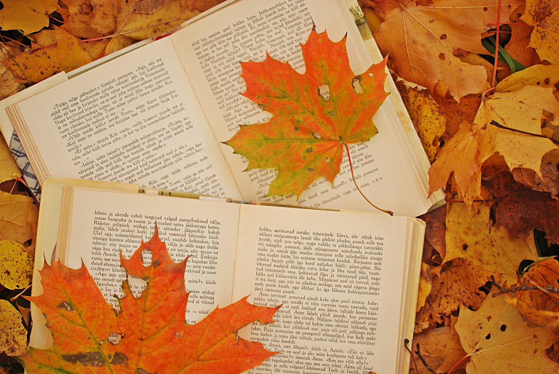 photo automne feuilles érable livres