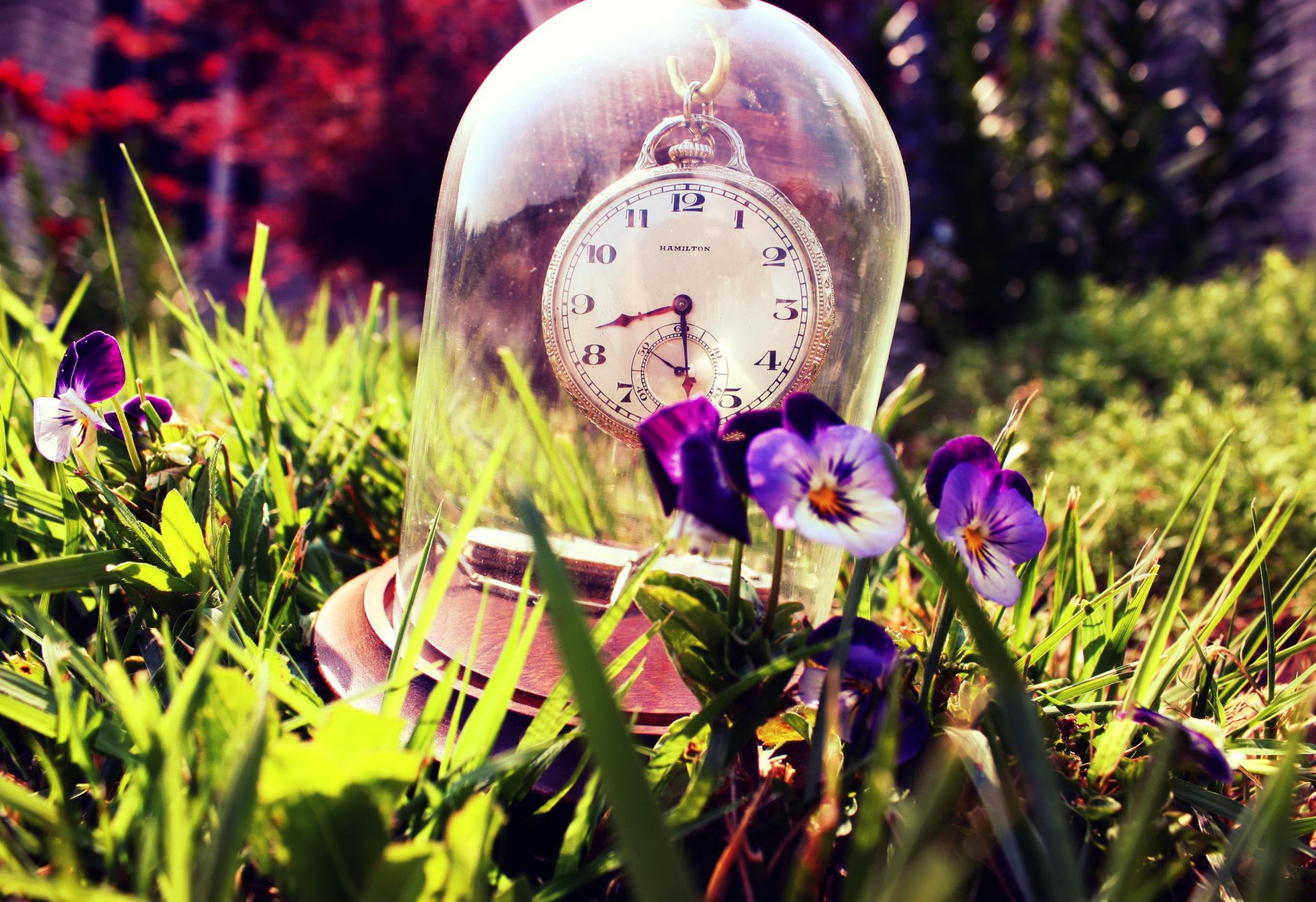 uhr glas stiefmütterchen gras sommer