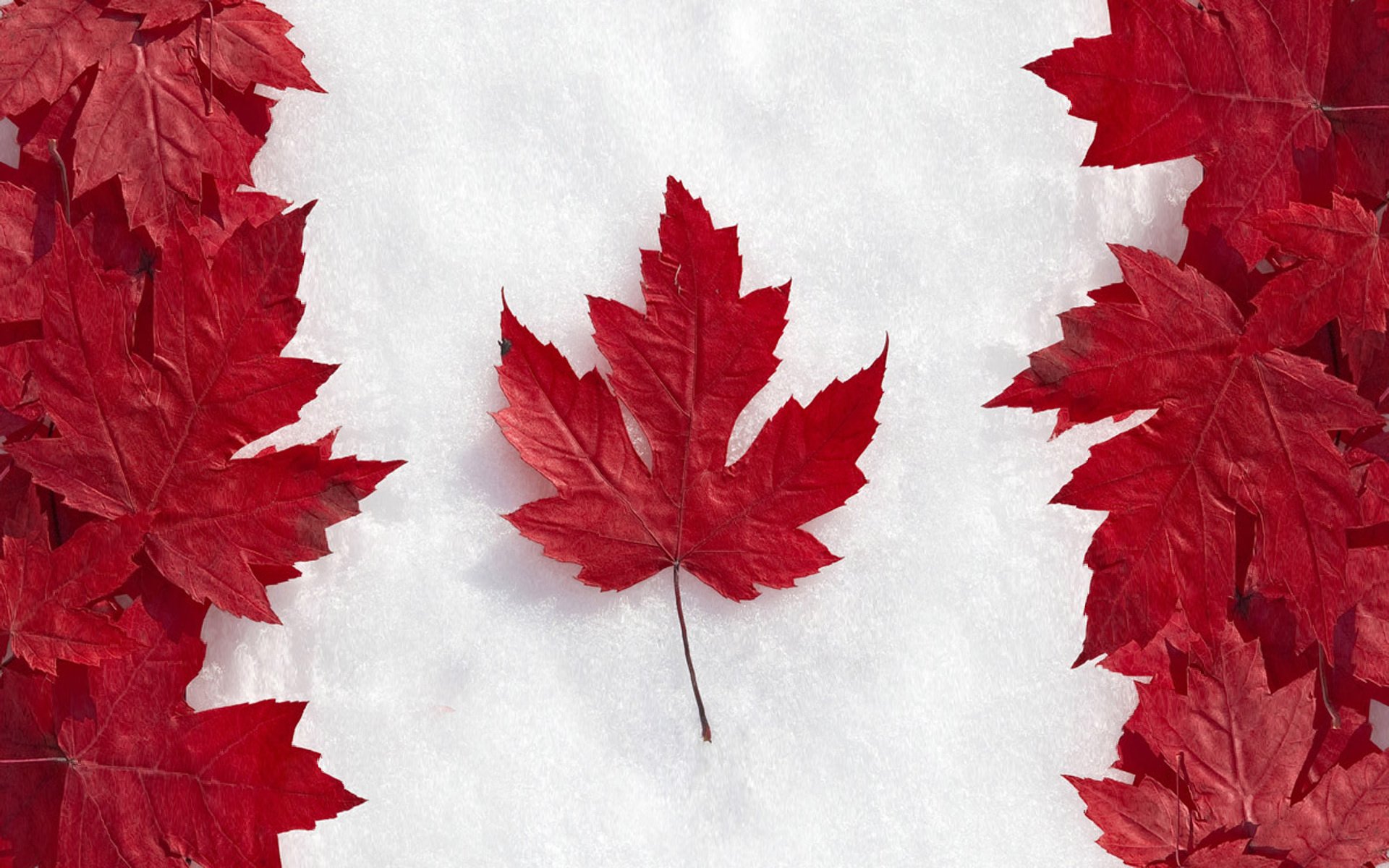 bandiera canada foglie acero neve