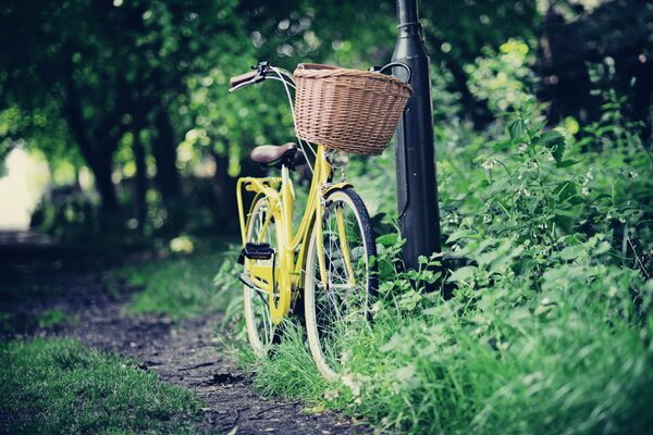 Faire du vélo sur la route dans le parc