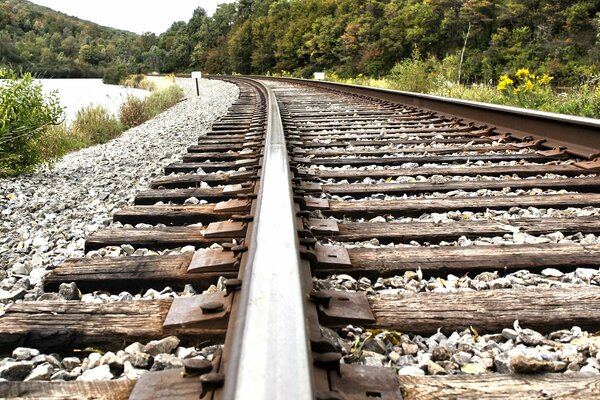 Ferrocarril que atraviesa el bosque