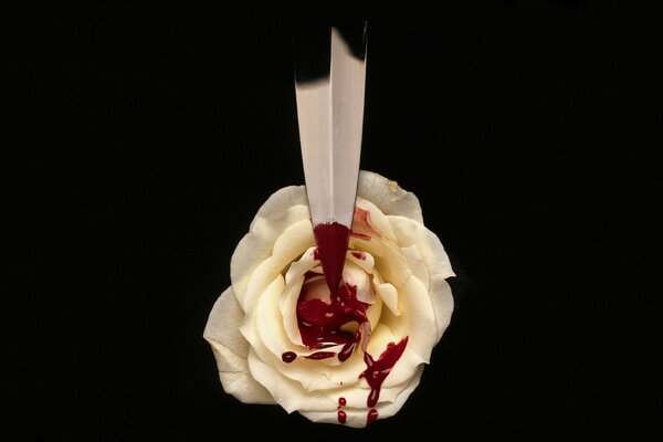 A white rose on a black background, above the rose is the blade of a dagger, from which blood flows and falls on the petals of the rose