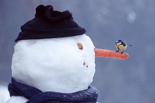 Ptak siedzi na nosie bałwana zimą