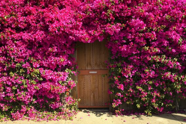 Puerta en matorrales de arbustos de rosas