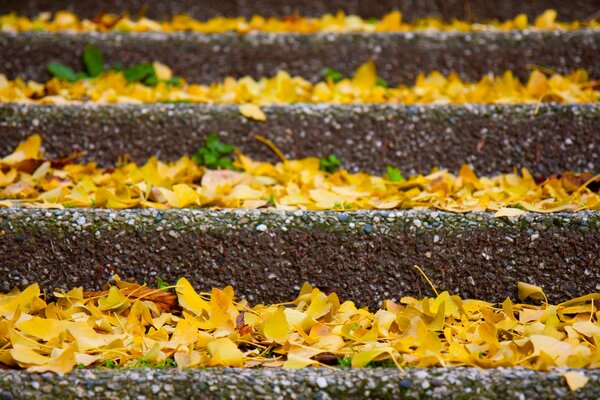 Yellow fallen leaves on the steps