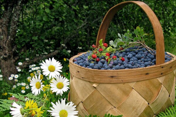 A basket of berries is about daisies