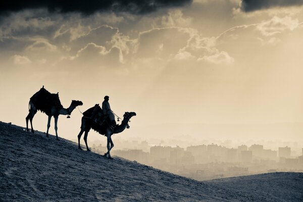 Camels walk through the desert as a lady