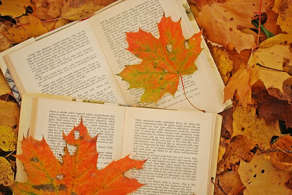 Los libros descubiertos se encuentran en hojas de arce amarillo