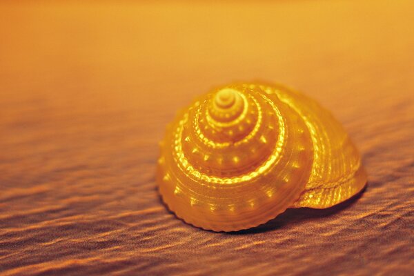A bright yellow shell on the sand