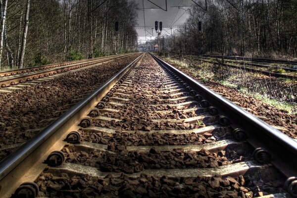 Rails à travers la forêt