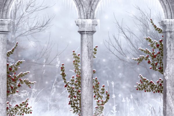 Winter plants on a white background