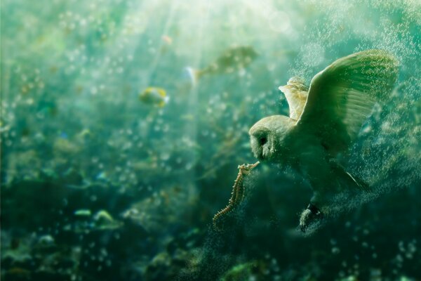 Art Owl se encuentra con un caballito de mar bajo el agua