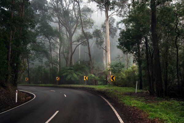 A road in the forest that turns left