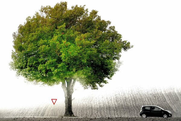 A blinding flash enveloped the tree, the car and the sign