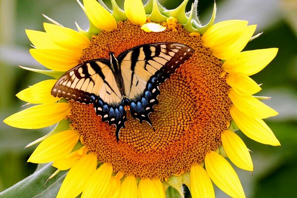 A butterfly sits on a sunflower