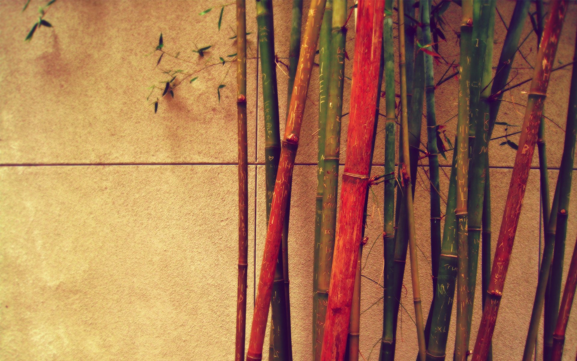 bamboo miscellaneous color wall