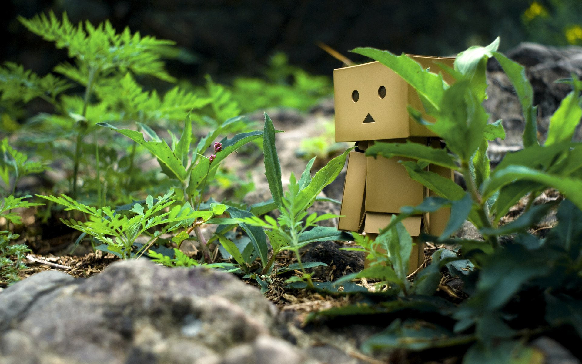 danbo caja hierba piedras paseo