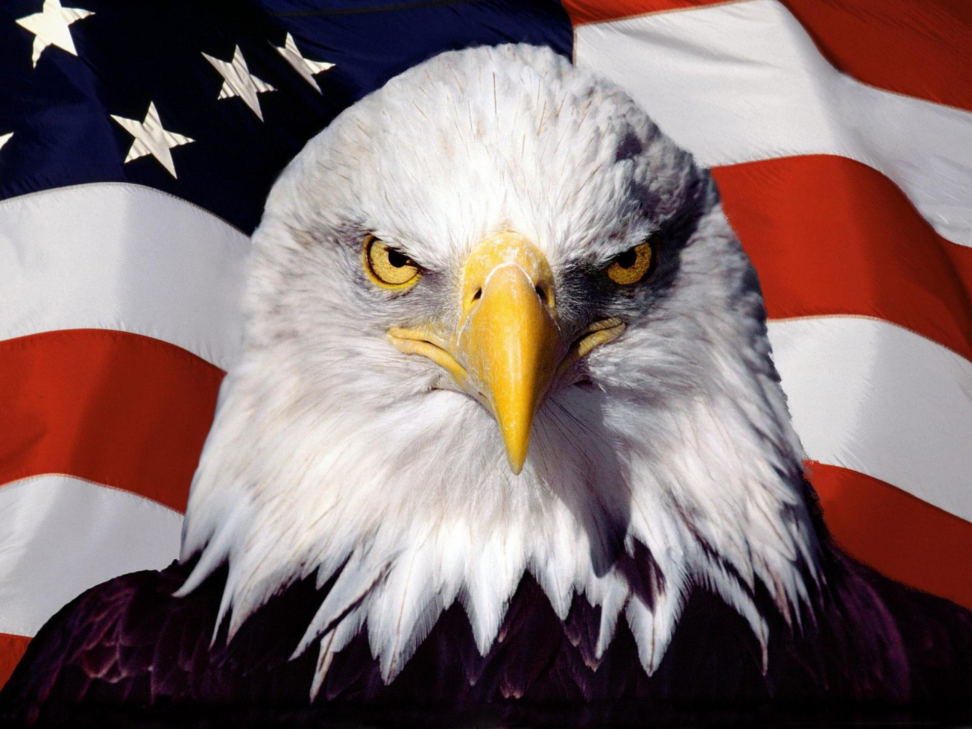 adler flagge usa amerika vogel