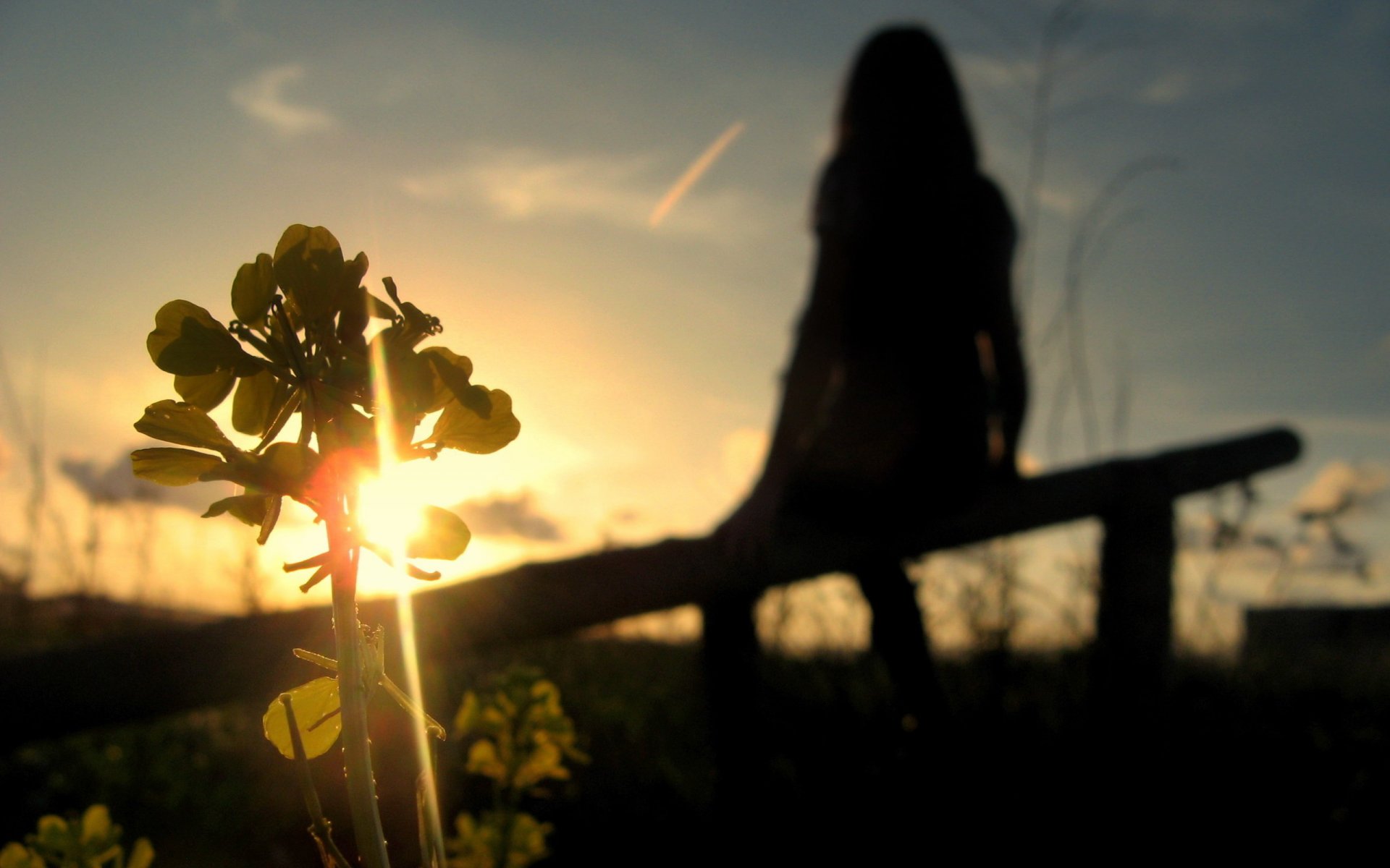 coucher de soleil silhouette plante ciel