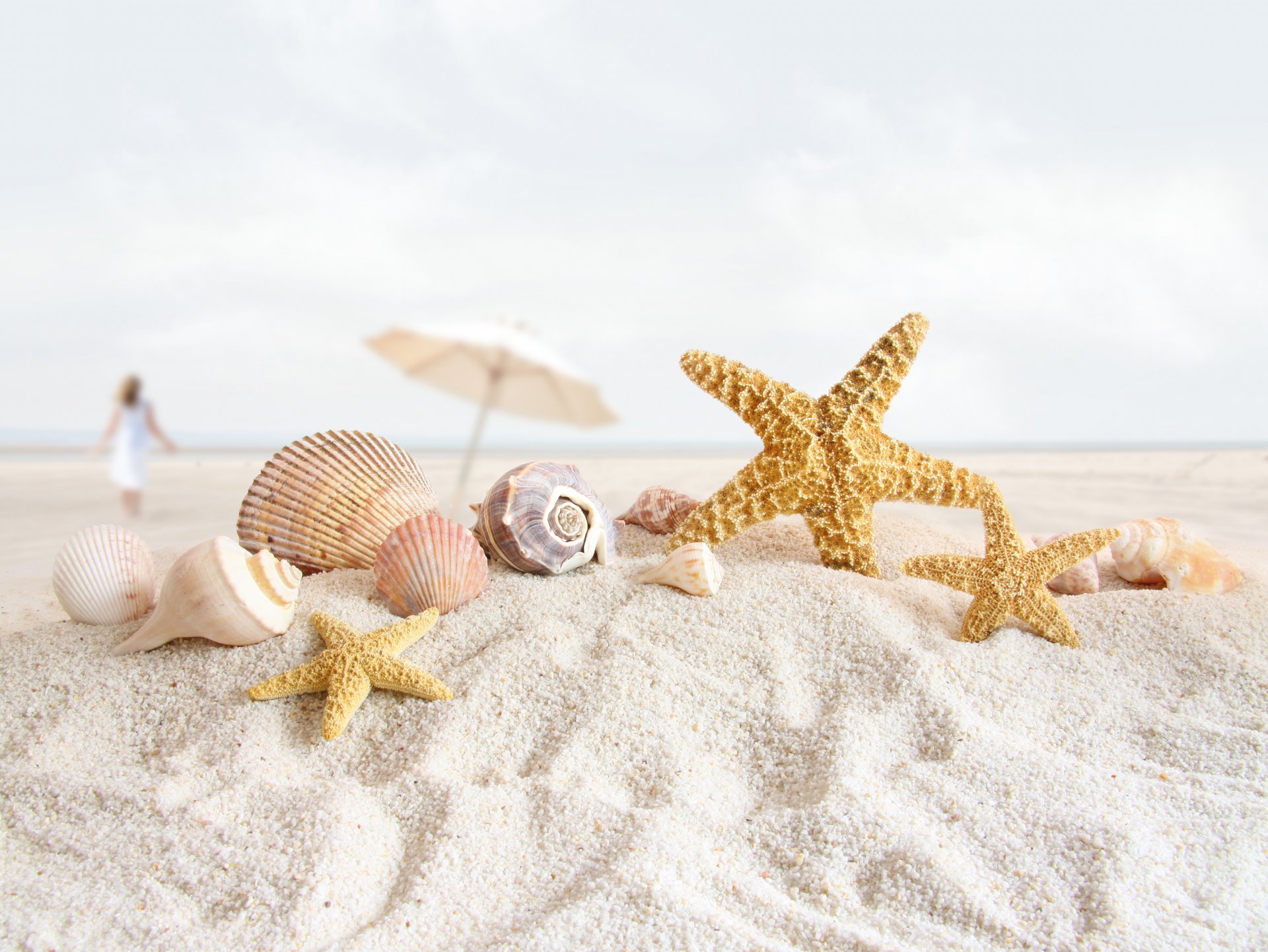 spiaggia sabbia stelle marine conchiglie conchiglie