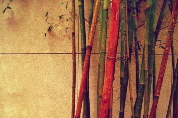 Bamboo of different colors near the wall