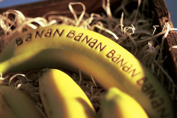 Yellow bananas in a box with sawdust