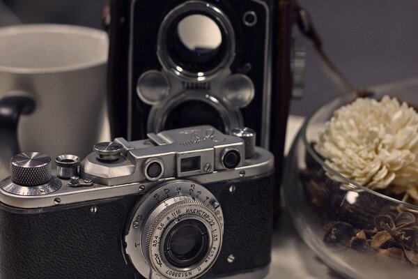 Retro still life with camera and chrysanthemum