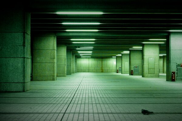 A lonely pigeon in an underground parking lot