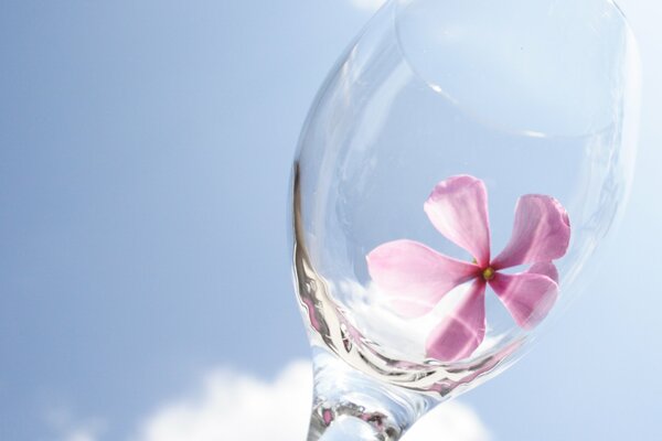 Copa de vino del color del cielo con la imagen de una flor