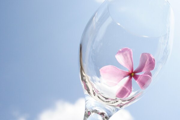 Verre de couleur ciel avec une image de fleur