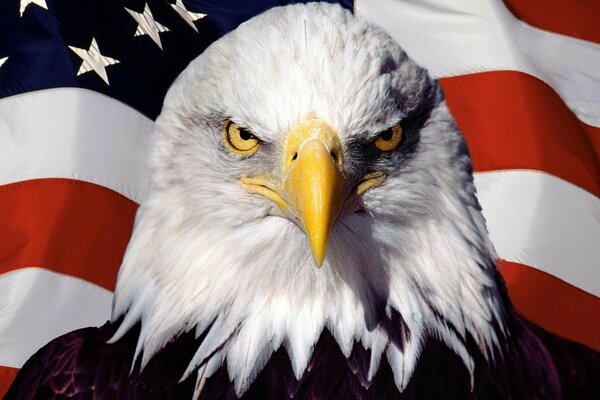 Cabeza de águila en el fondo de la bandera americana